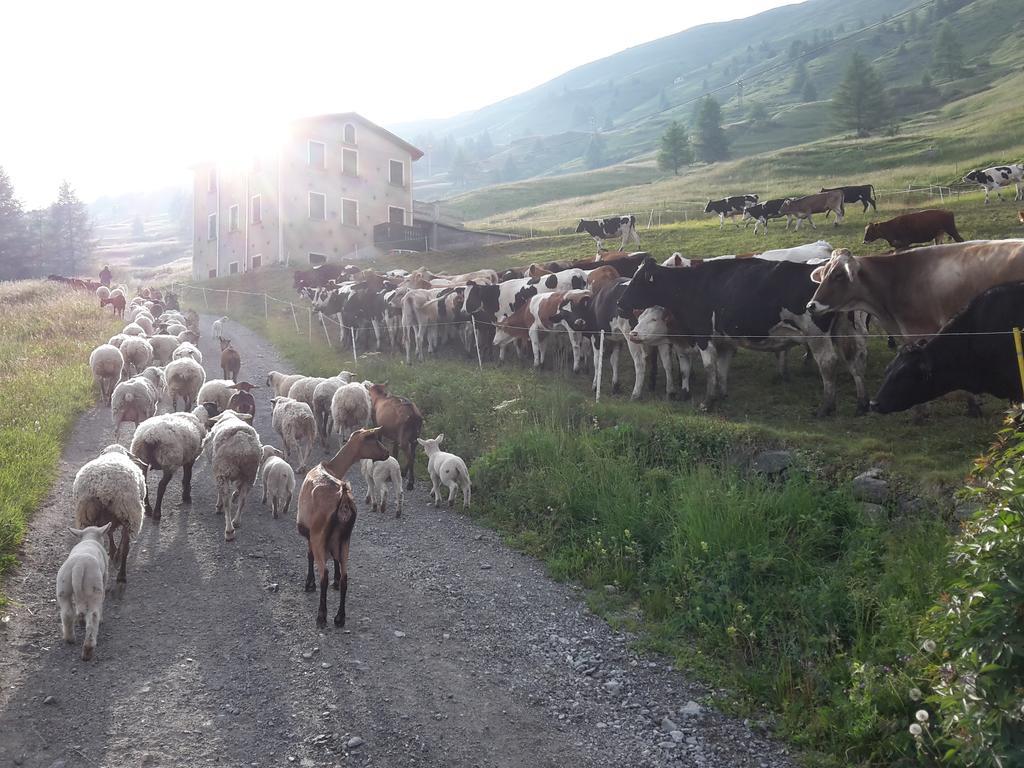 Agriturismo Raethia Isolaccia Exterior foto